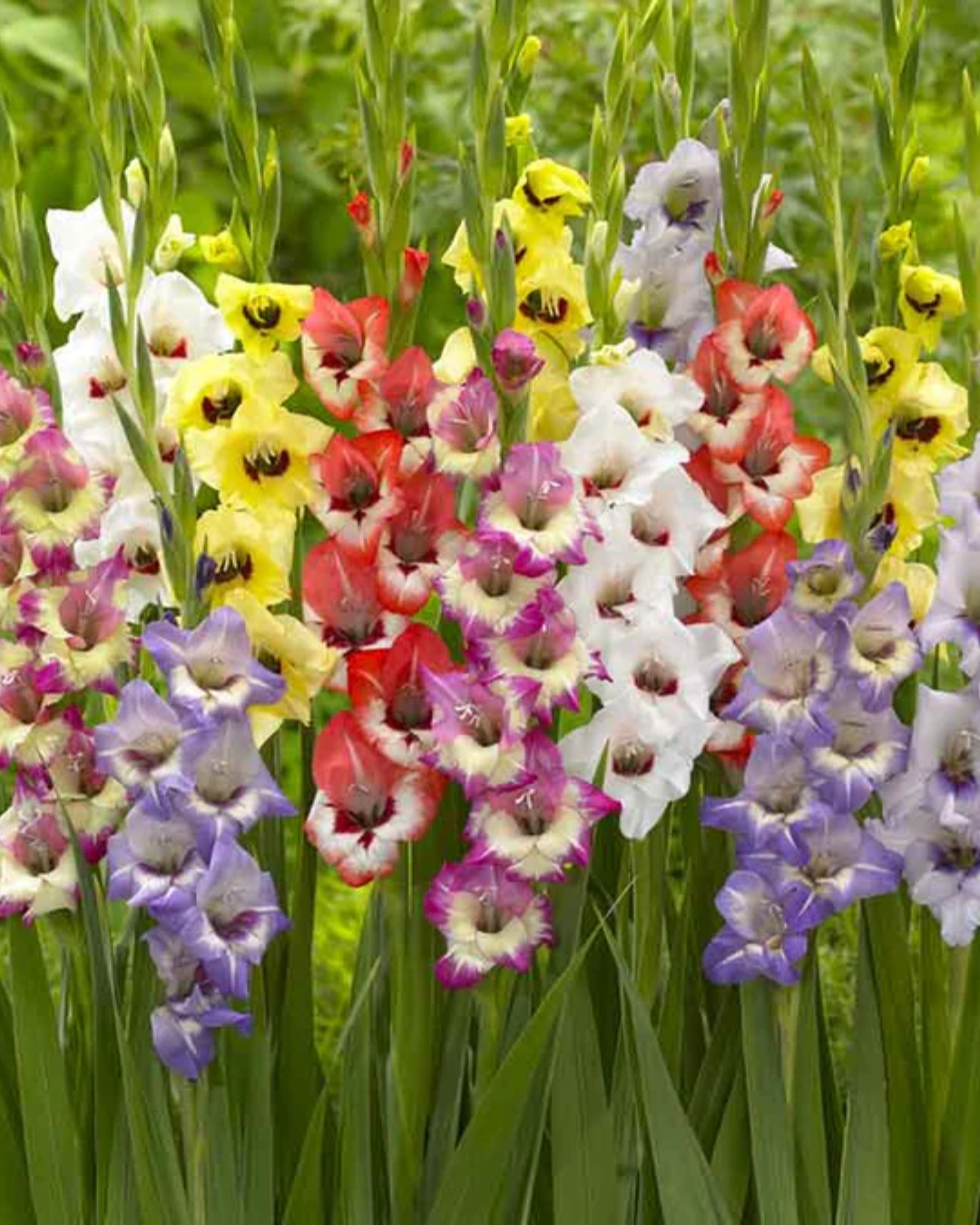 Gladiolus Bulb