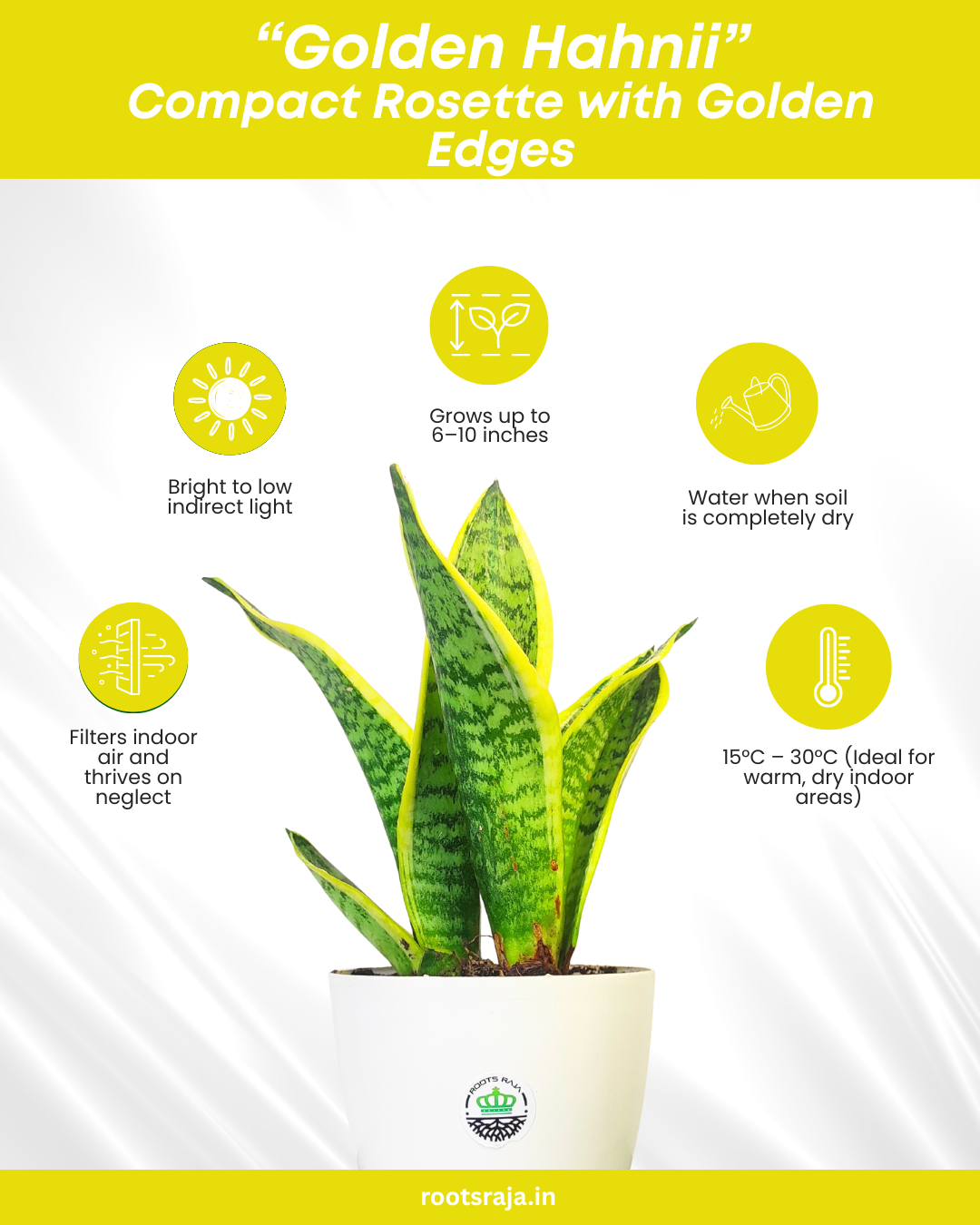 Golden Hahnii Snake Plant