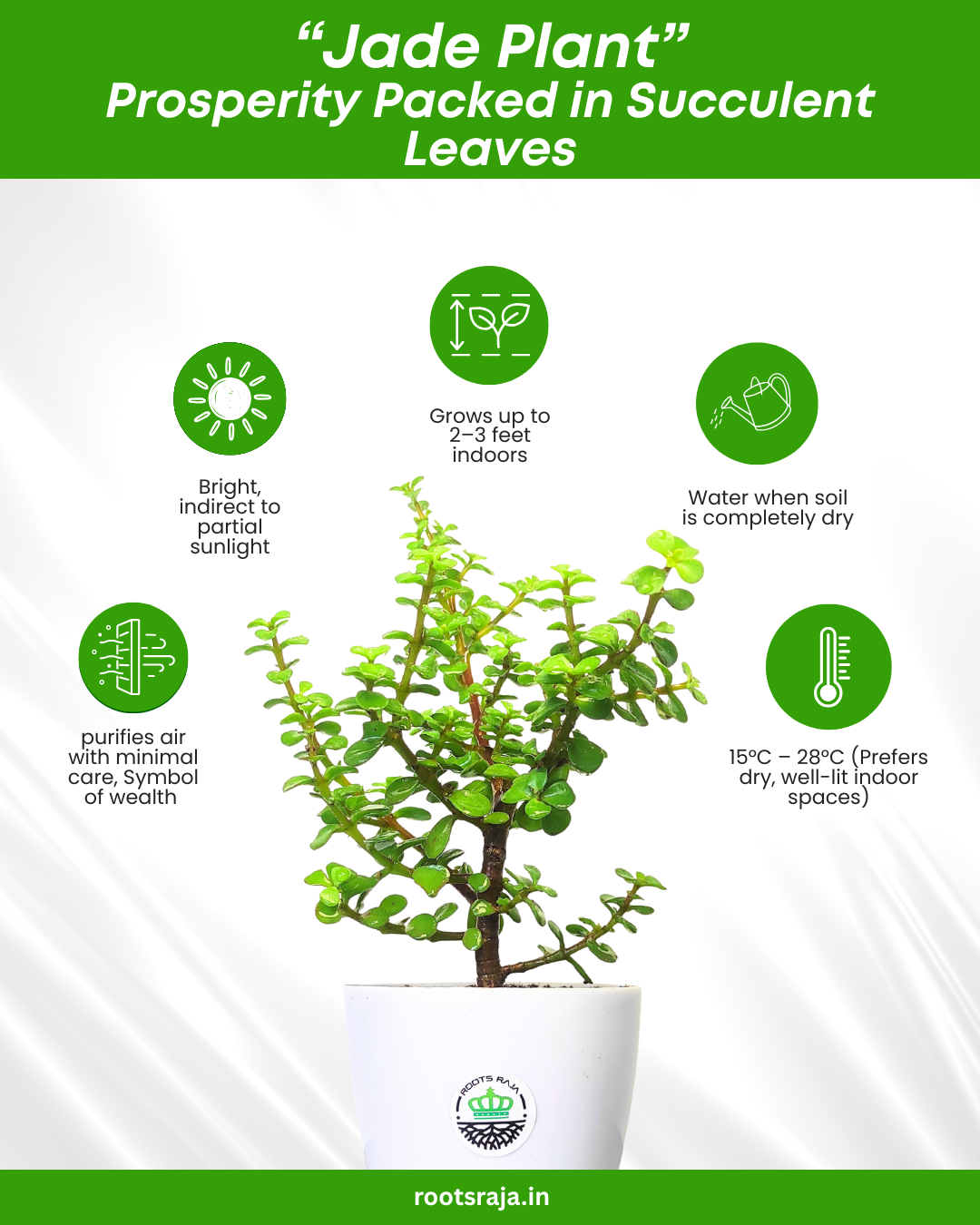 Jade plant
