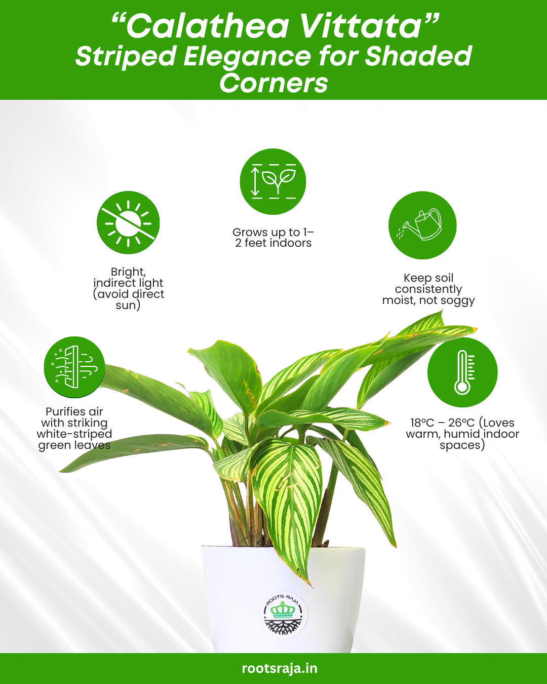 Calathea Vittata
