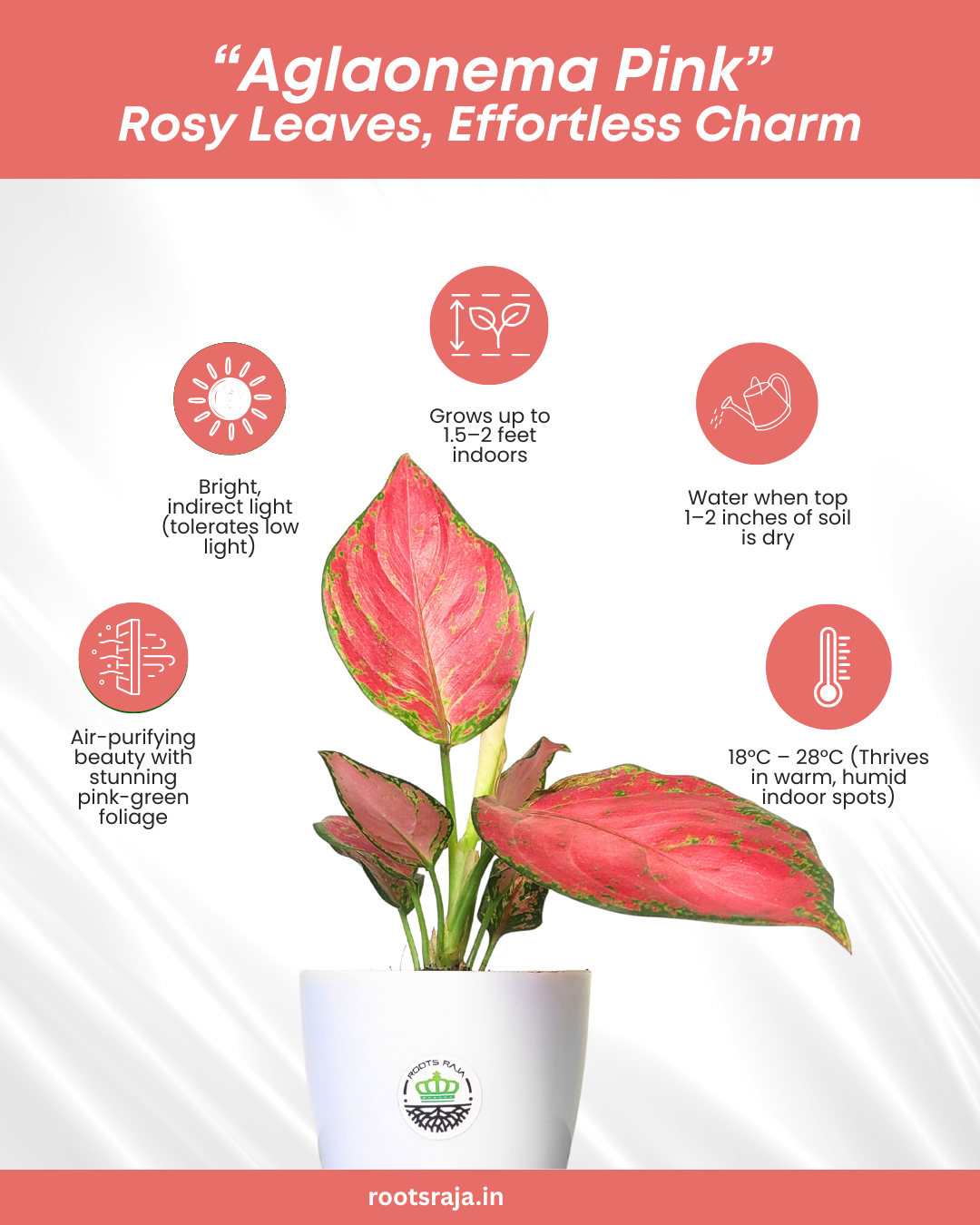 Aglaonema Pink
