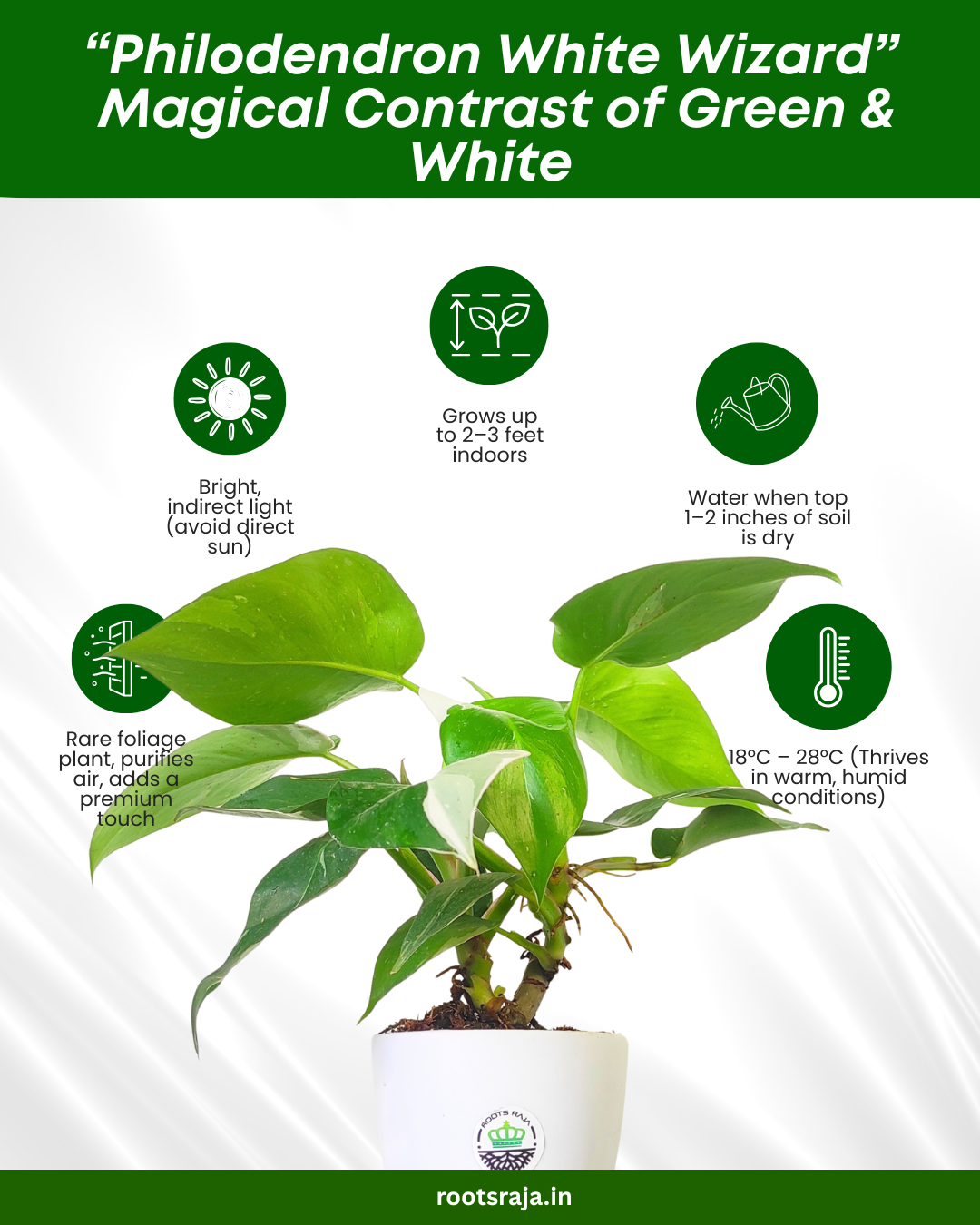 Philodendron White Wizard