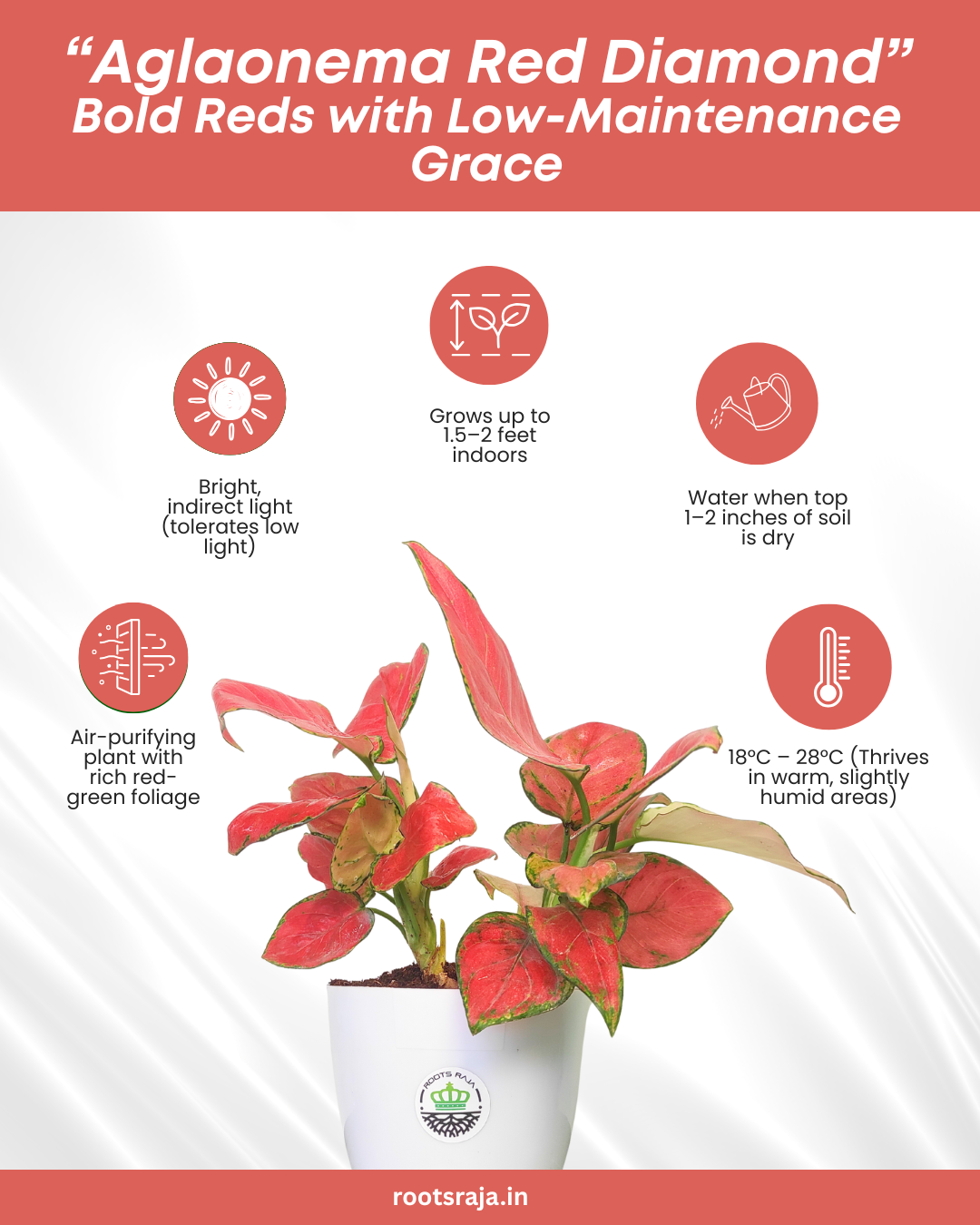 red aglaonema benefits Aglaonema Red Diamond – Beautiful Indoor Plant