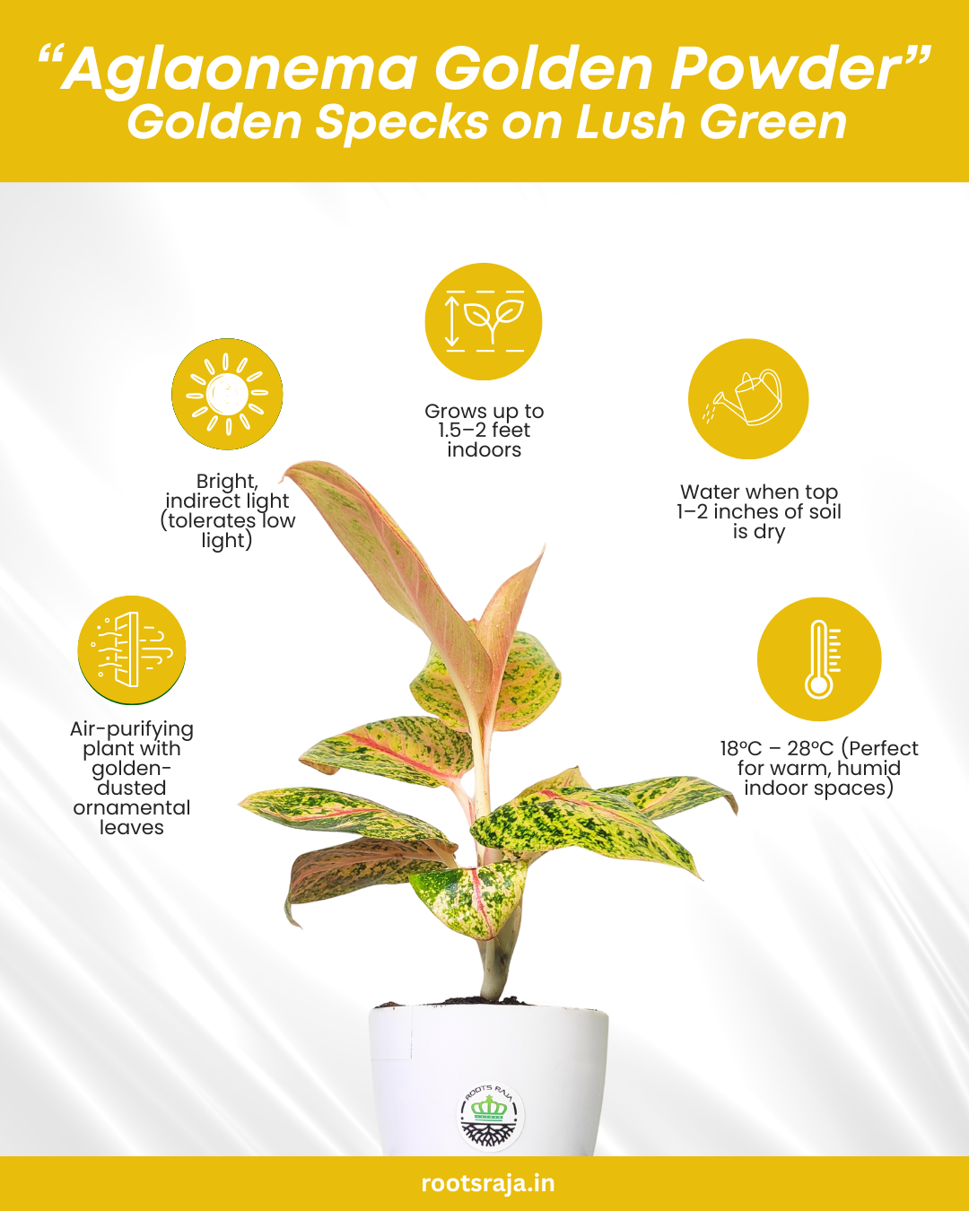 aglaonema golden powder Aglaonema Golden Powder – Stunning Low-Light Plant