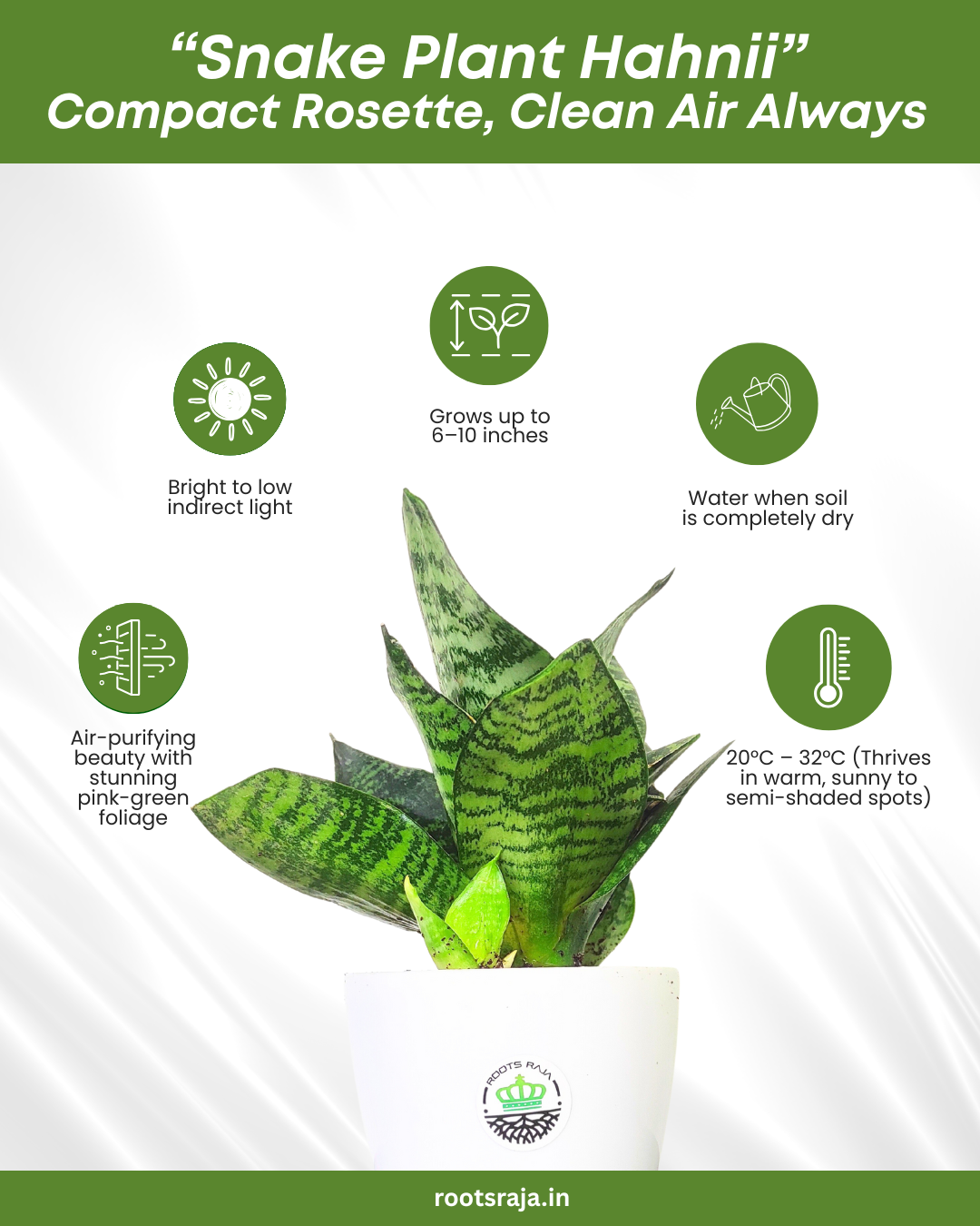 Snake Hanhii Plant