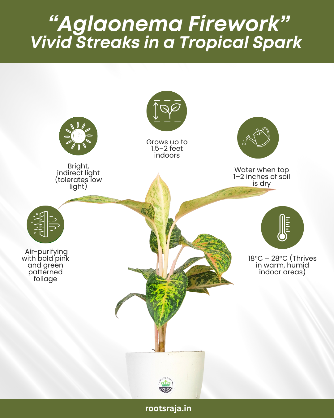 aglaonema fireworks Buy Aglaonema Firework Online – Best Indoor Plant for Home
