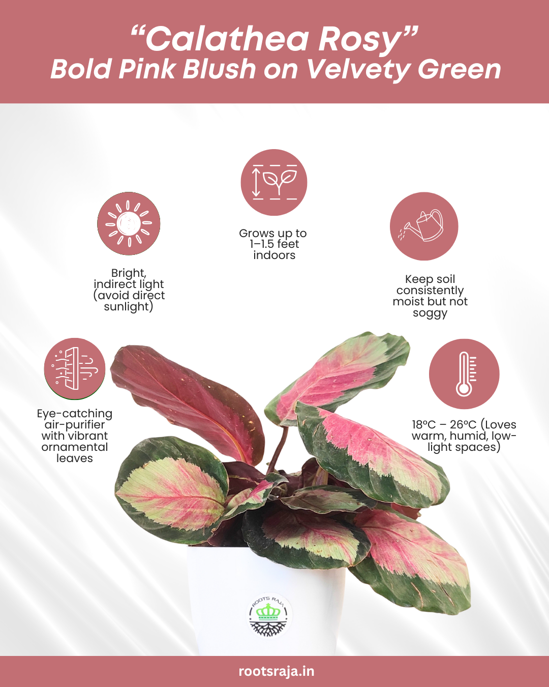 Calathea roseopicta 'Rosy'