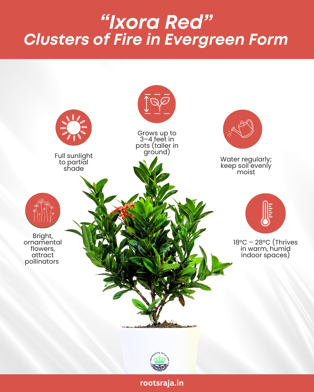 Ixora (Red)