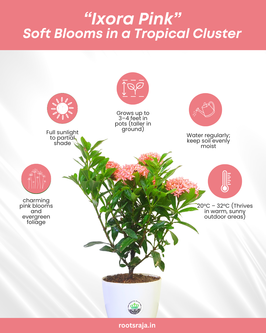 Ixora (Pink)