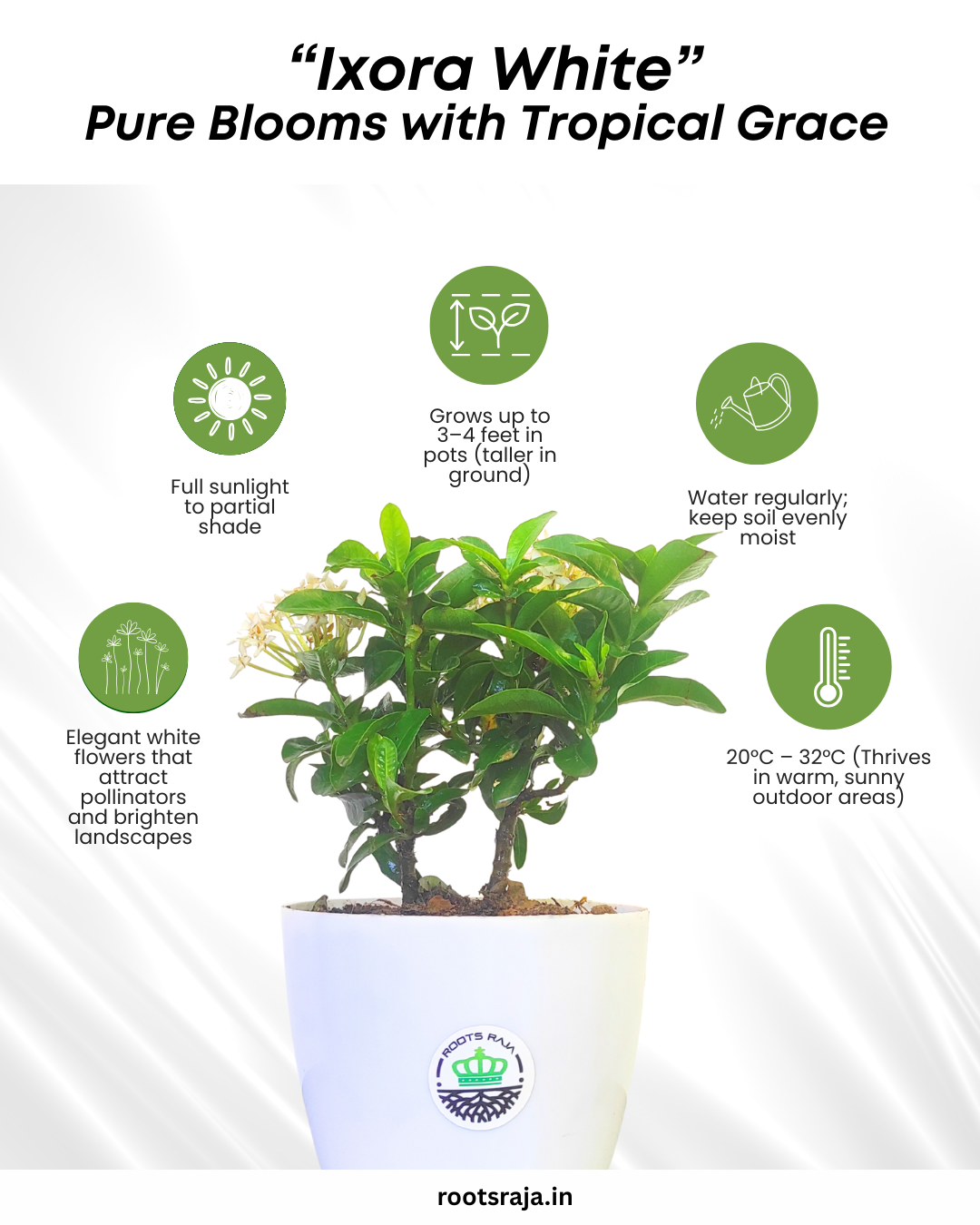 Ixora (White)