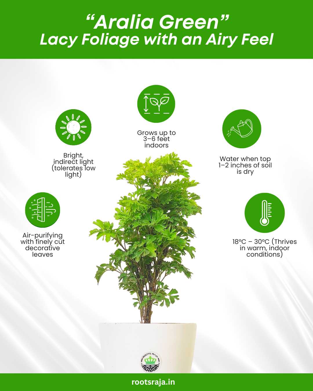aralia indoor plant benefits Buy Aralia Green Plant Online – Easy Care Indoor Plant