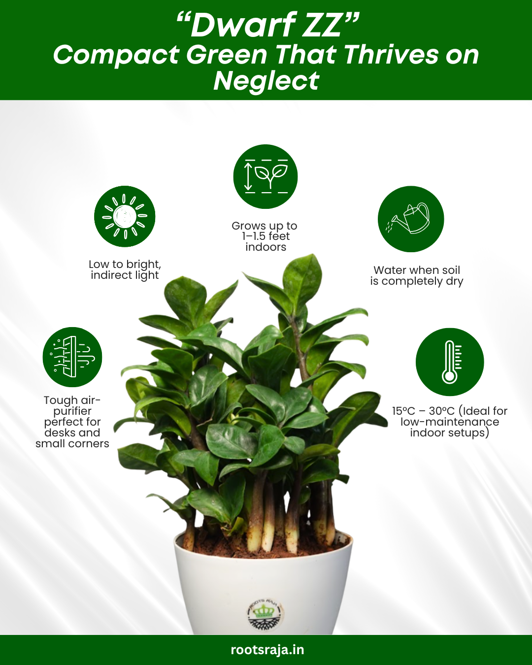 Dwarf ZZ Plant