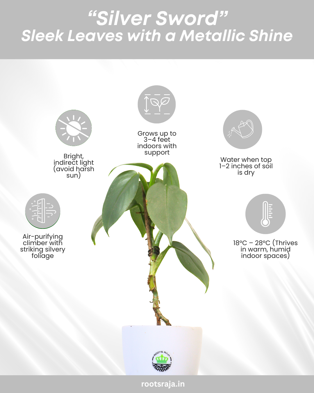 Philodendron Silver Sword