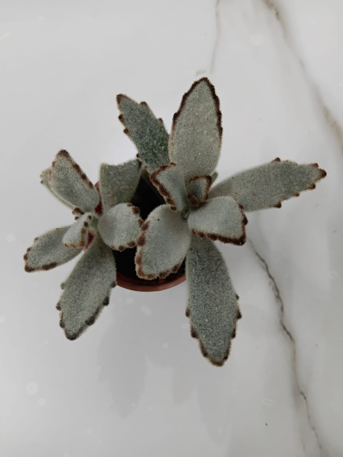 Kalanchoe tomentosa