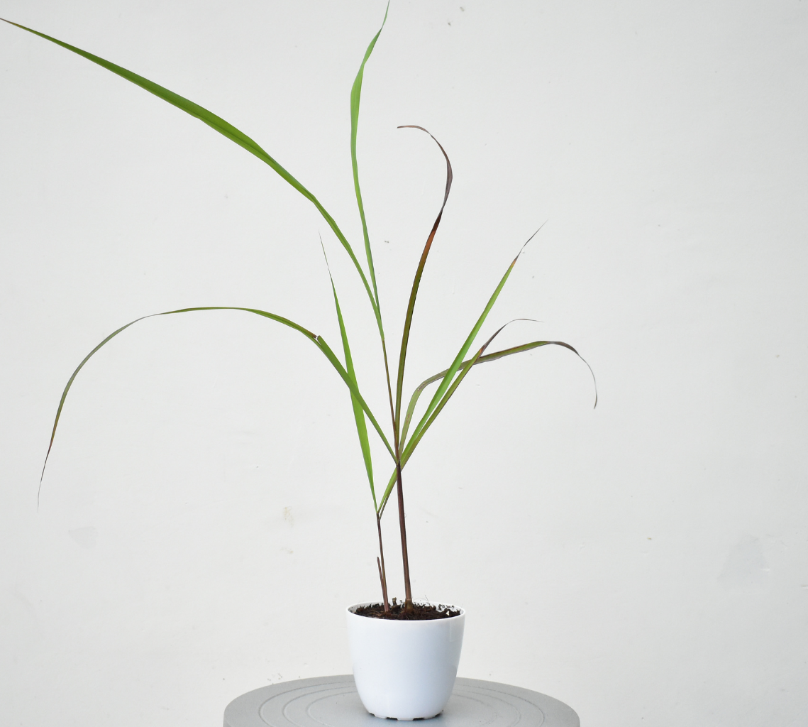 Lemongrass