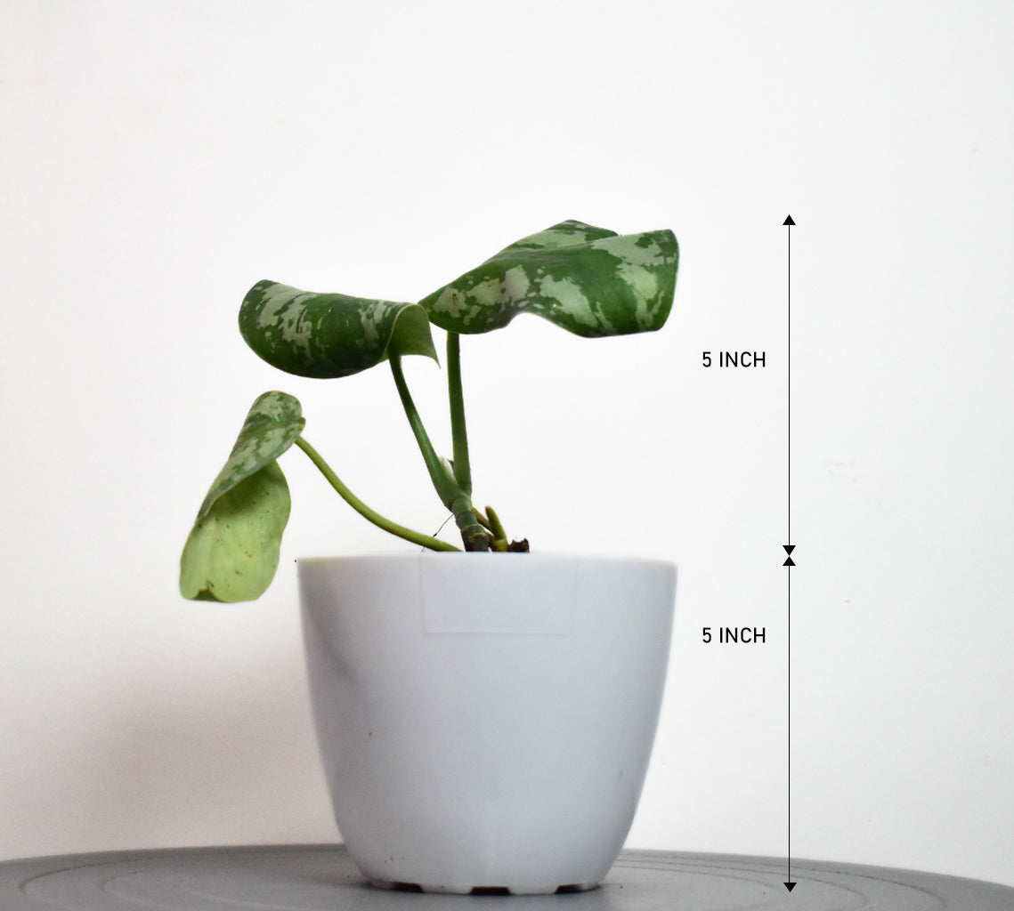 Satin Money Plant