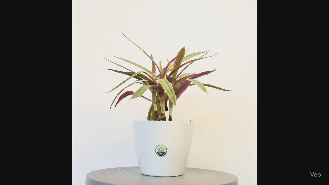 Rhoeo Variegated