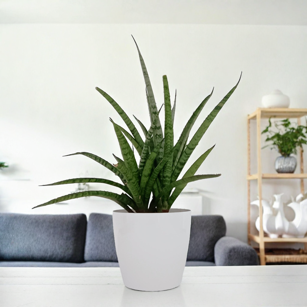 dracaena angolensis benefits Dracaena Angolensis