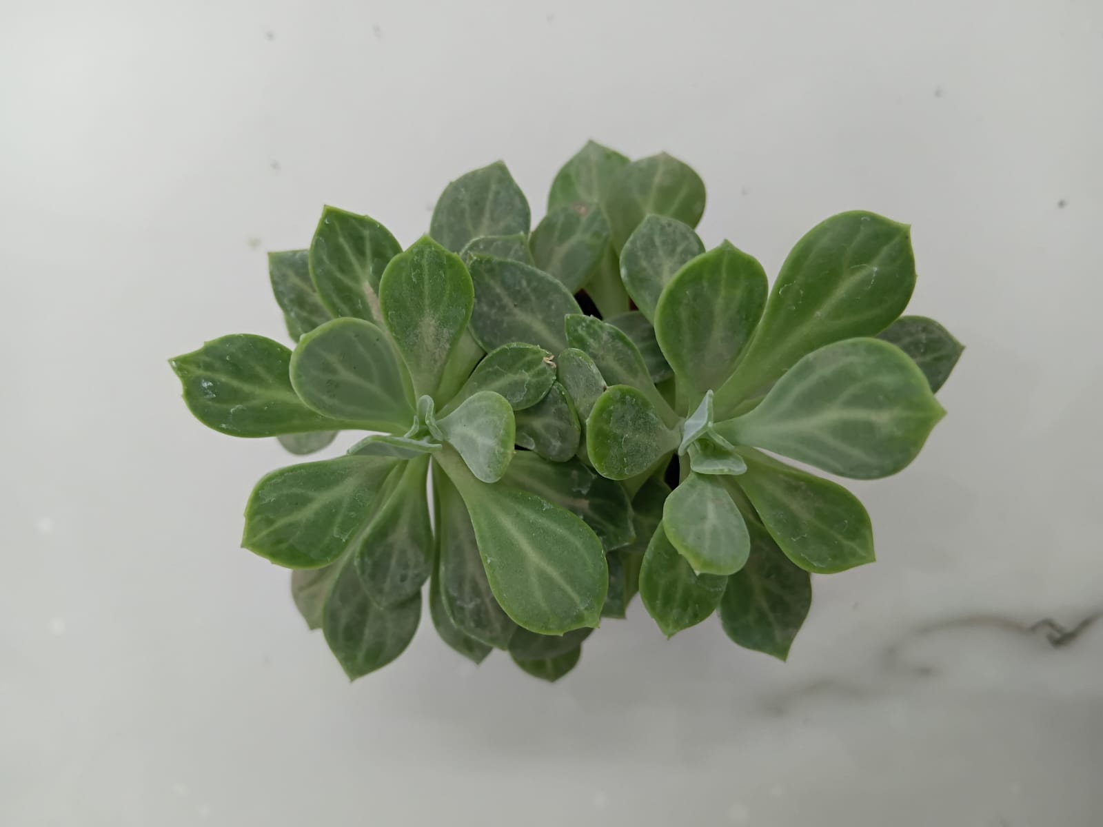 Senecio obovatus