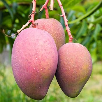 Grafted Arunika Mango