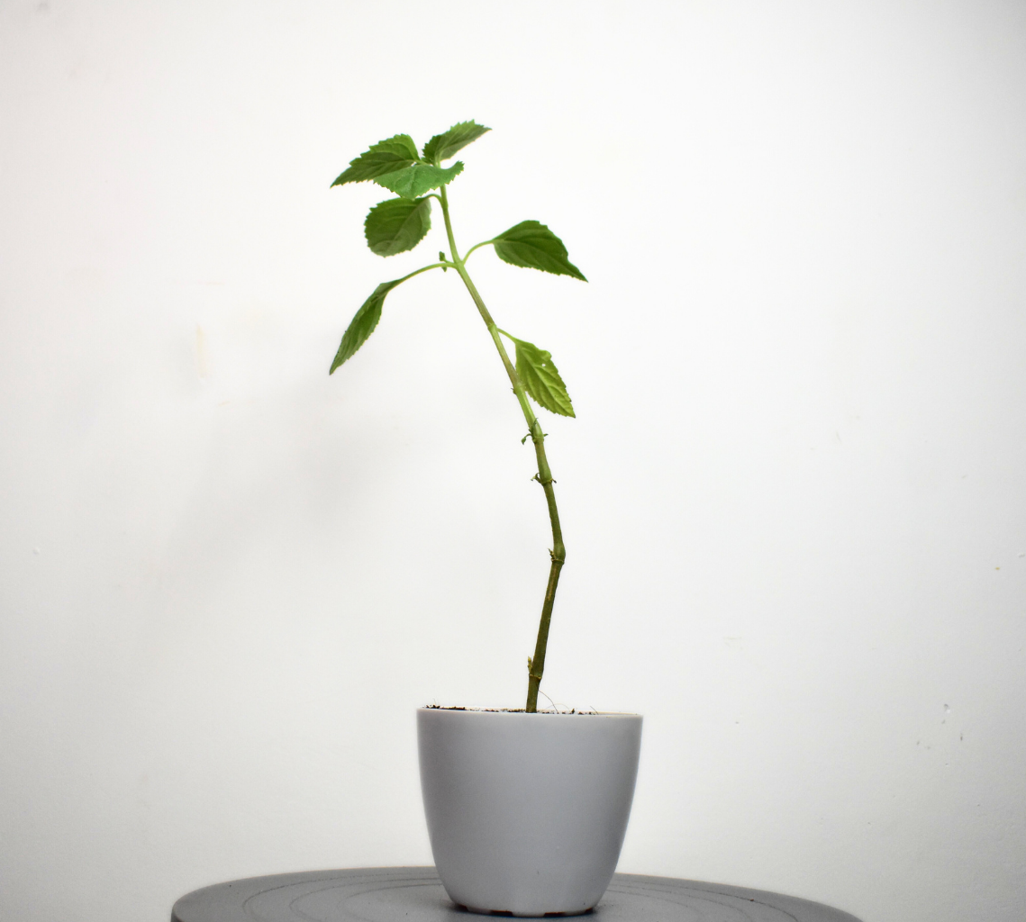 Kapoor Tulsi (Holy Basil)