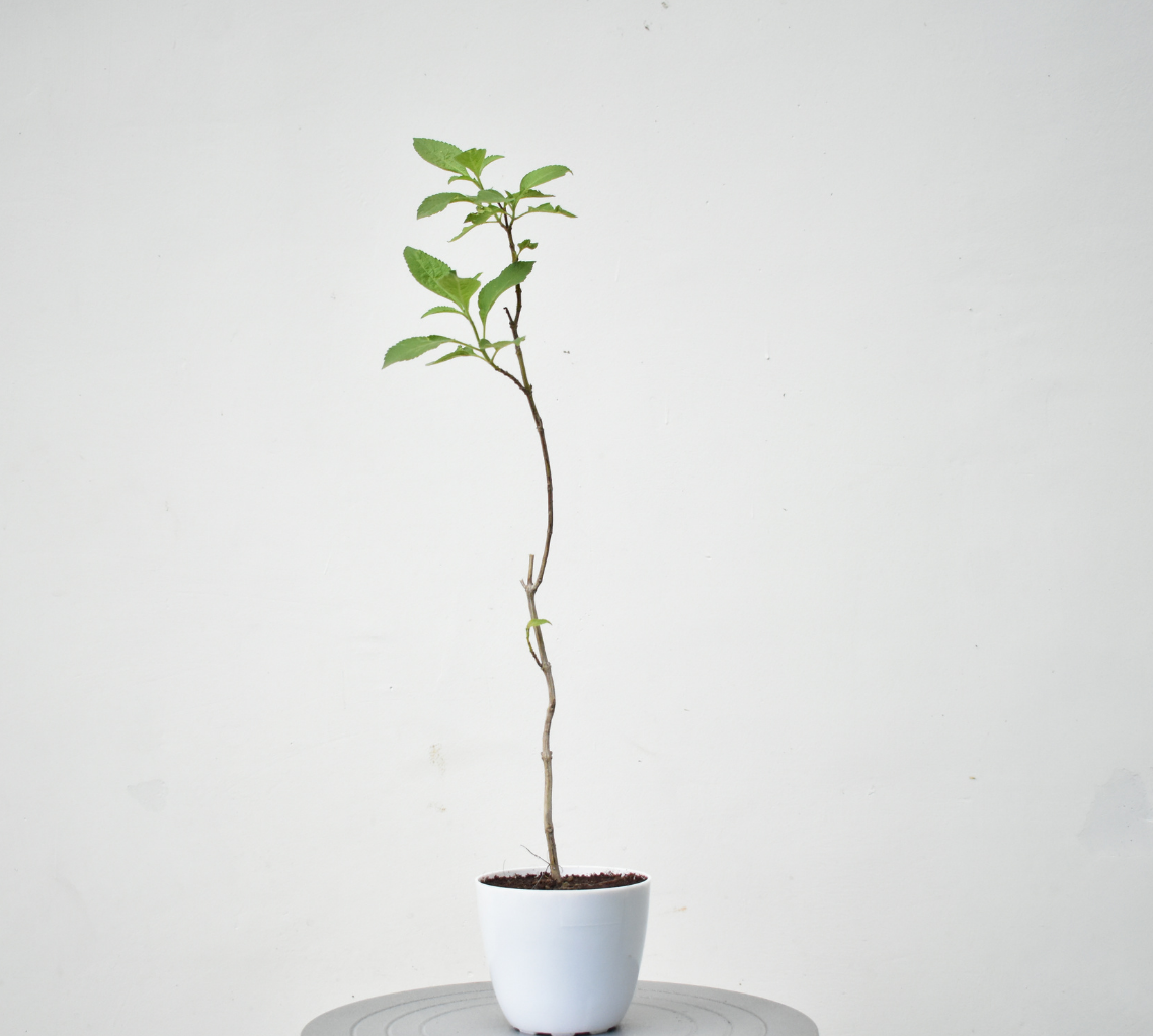 Tulsi Paan