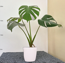 Monstera