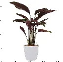 Stripe calathea