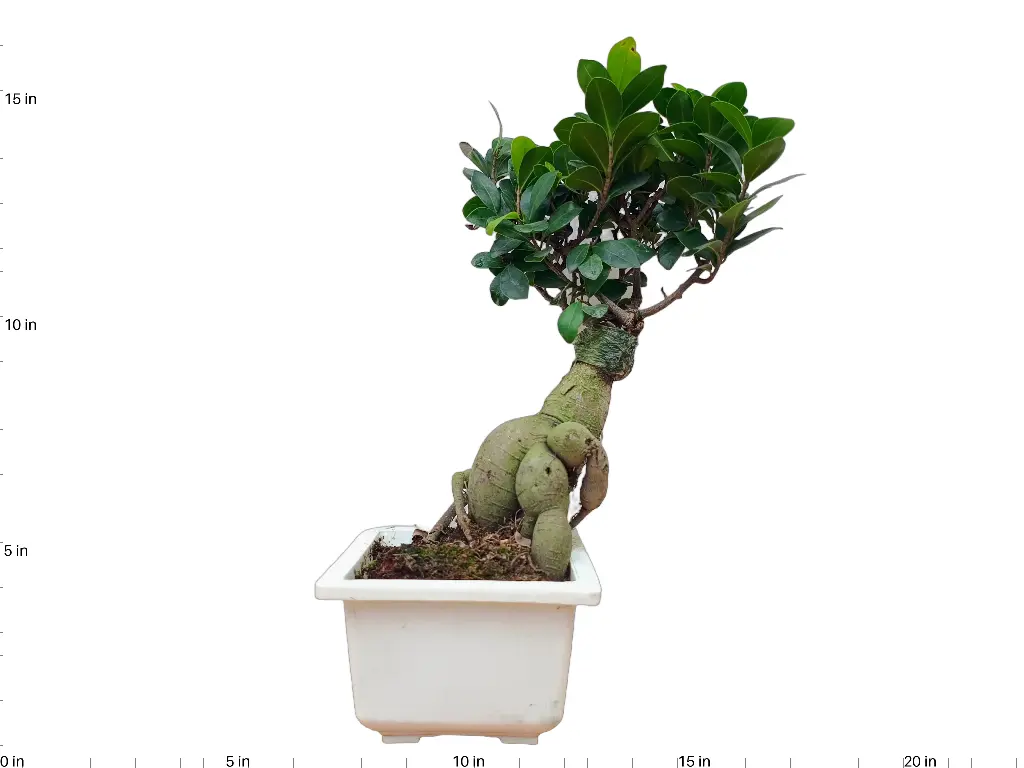 Ficus Bonsai