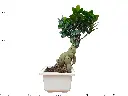 Ficus Bonsai