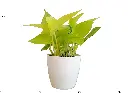 Money Plant