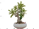 Adenium Bonsai