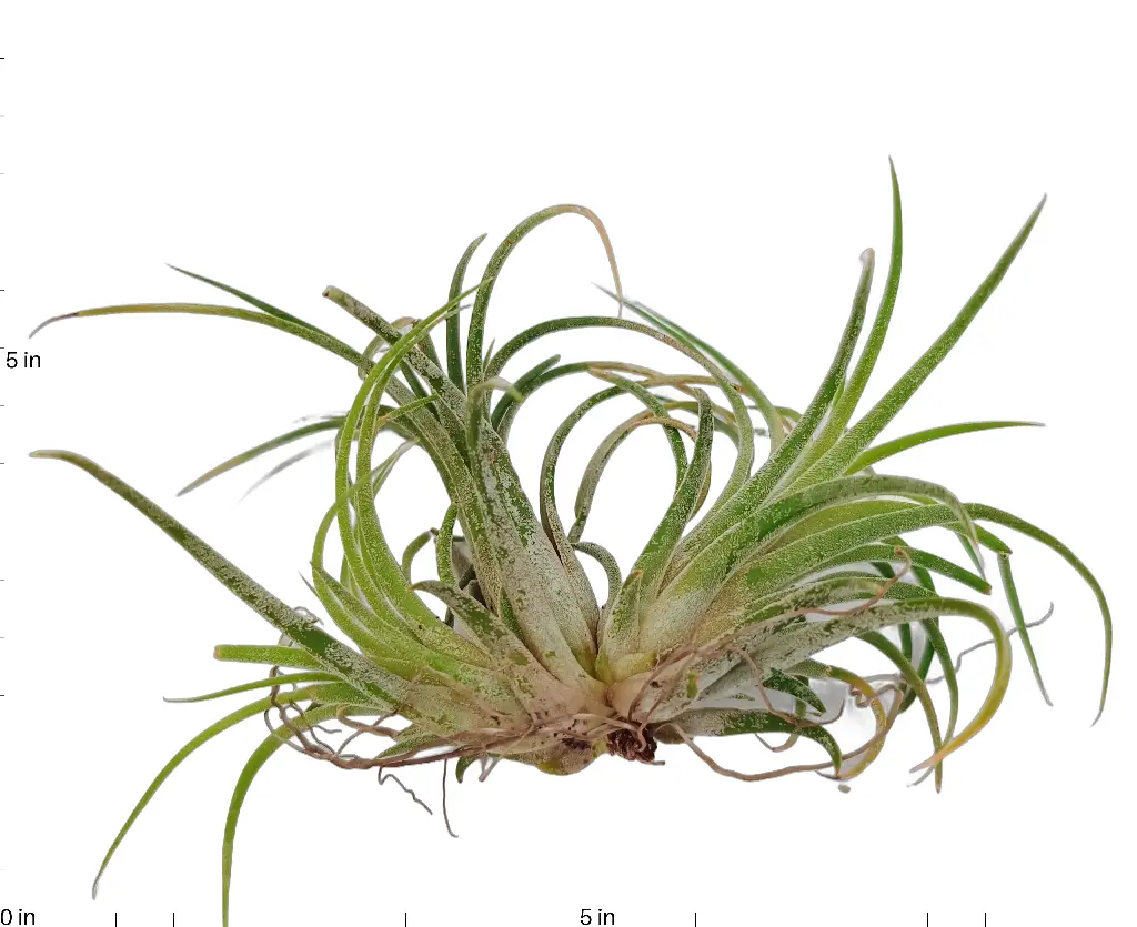 Air Plant