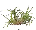 Air Plant