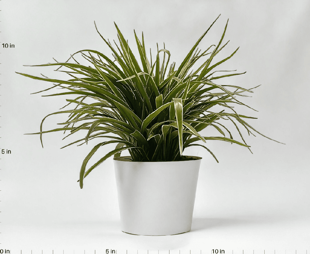 Spider Plant