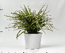 Spider Plant