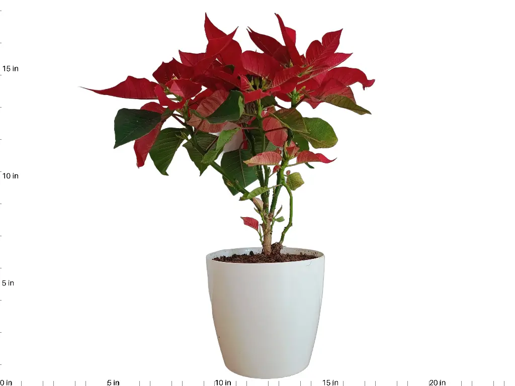 Poinsettia Plant