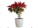 Poinsettia Plant