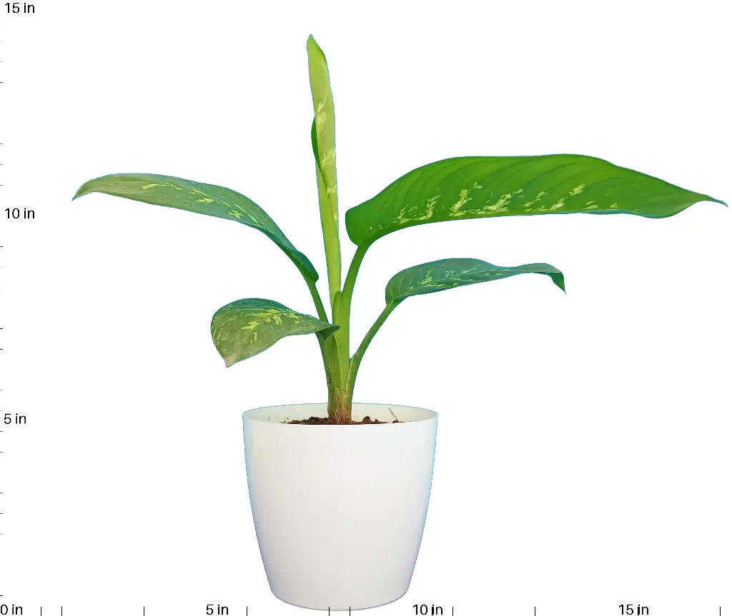 Dieffenbachia Plant