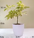 Schefflera plant