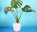 Monstera