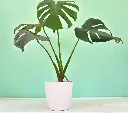 Monstera