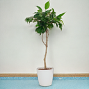 Ficus