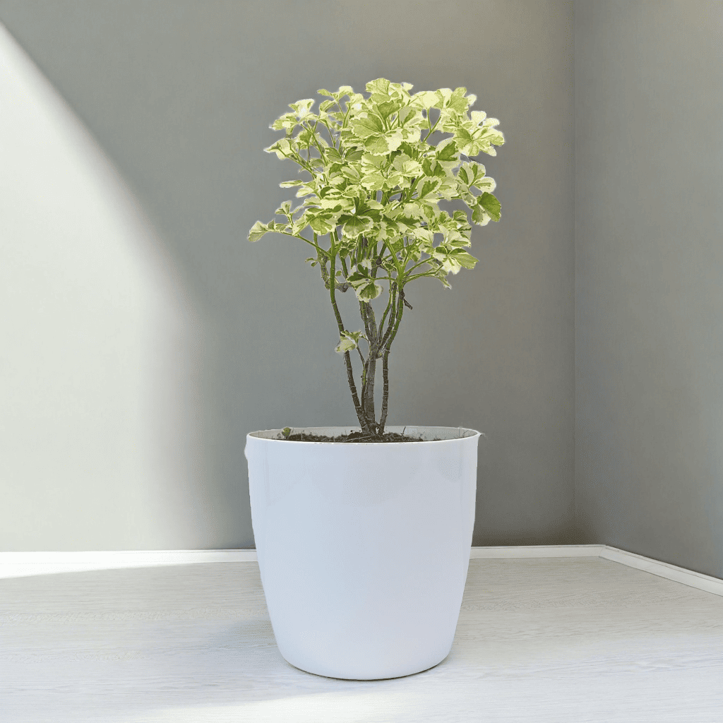 Aralia 