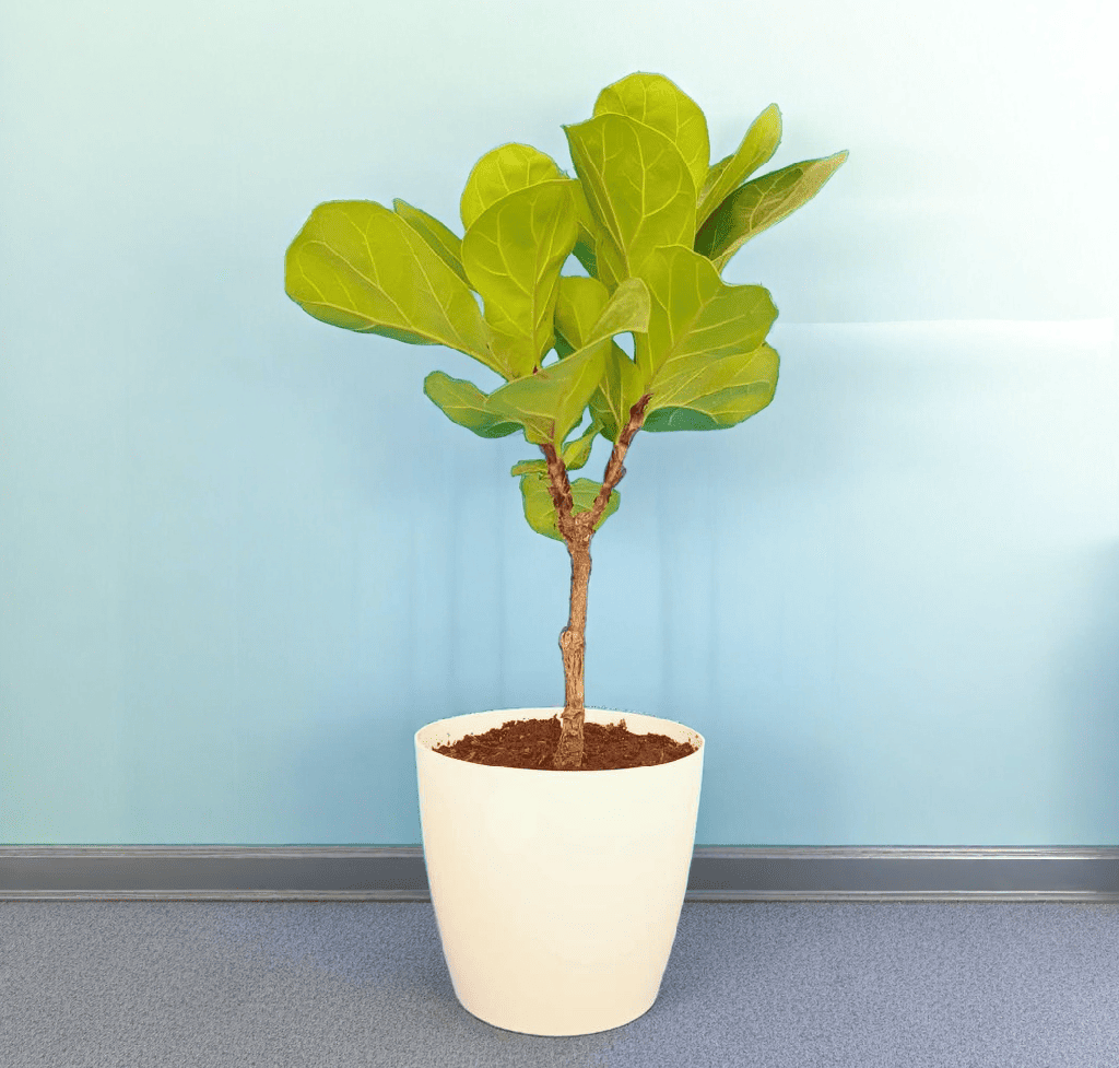 Fiddle Leaf Fig