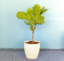 Fiddle Leaf Fig