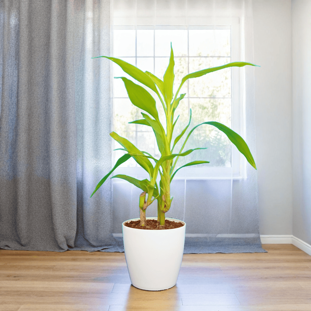 Bamboo Plant