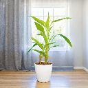 Bamboo Plant