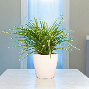 Spider Plant