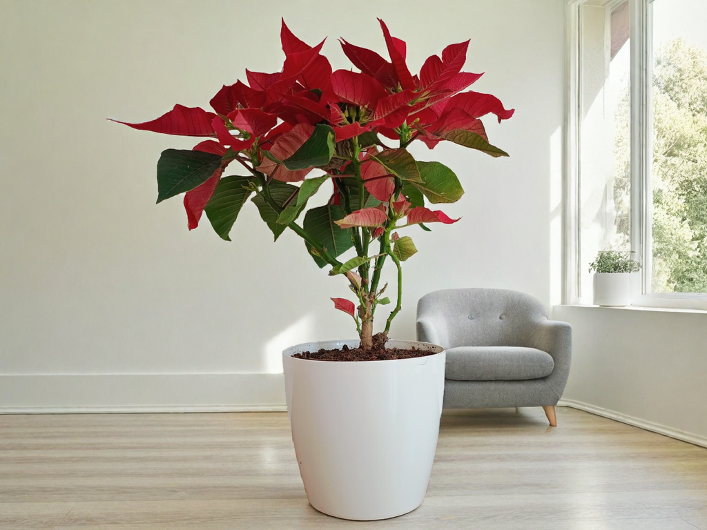 Poinsettia Plant